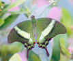 Green Butterfly